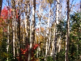 251-white-birch