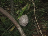 146hornets-nest