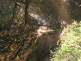 126-frog
