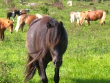 055wild-pony-herd