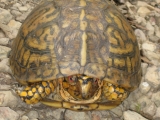 068box-turtle