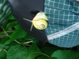 074snail-on-my-pack