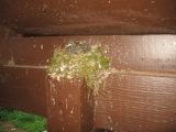 080-birds-nest-in-shelter